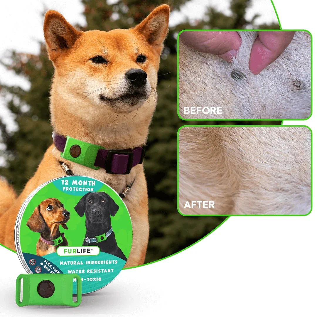 Purpose-Built 12 Months Flea and Tick for Everyday Use