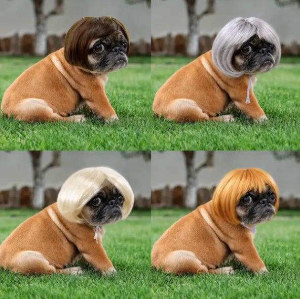 Purpose-Built Pet Wig Hair Accessories for – & Cats for Everyday Use