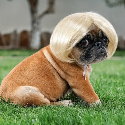 Purpose-Built Pet Wig Hair Accessories for – & Cats for Everyday Use