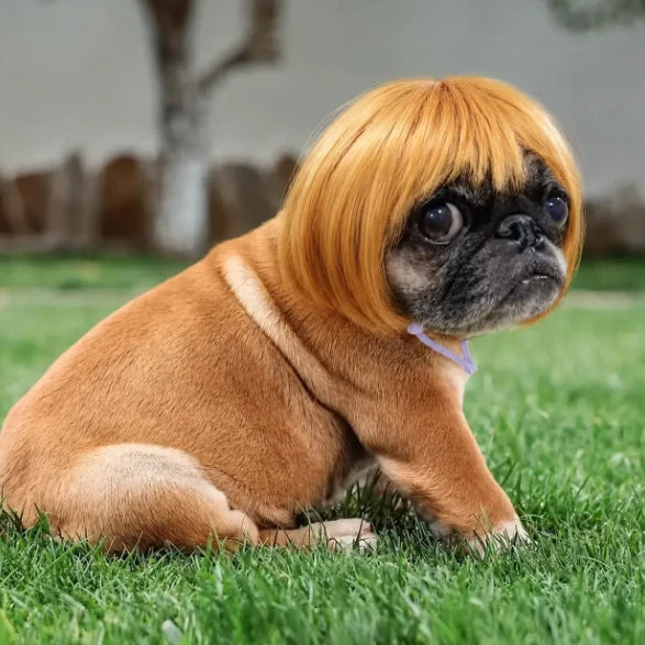 Purpose-Built Pet Wig Hair Accessories for – & Cats for Everyday Use