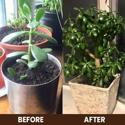 Purpose-Built DealSoil Pro Activator for Everyday Use